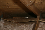 IMG_1608, Matting, Electrical Chew.JPG